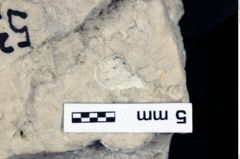 Foto (Detailansicht) von Galatheoidea indet. (NHMW-GEO-1990-0041-0537)